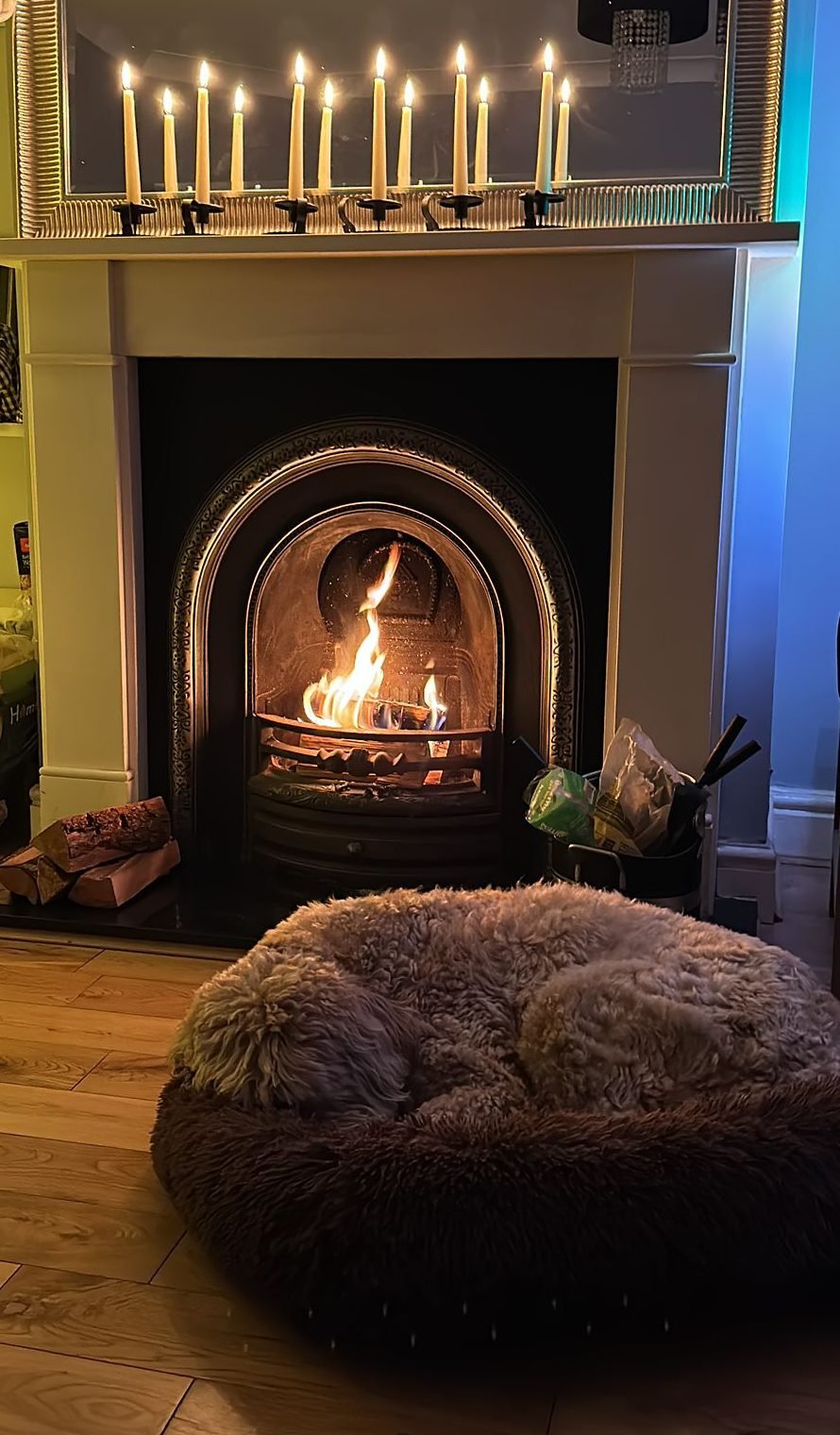 Max the Goldendoodle asleep in his bed by the fire while boarding