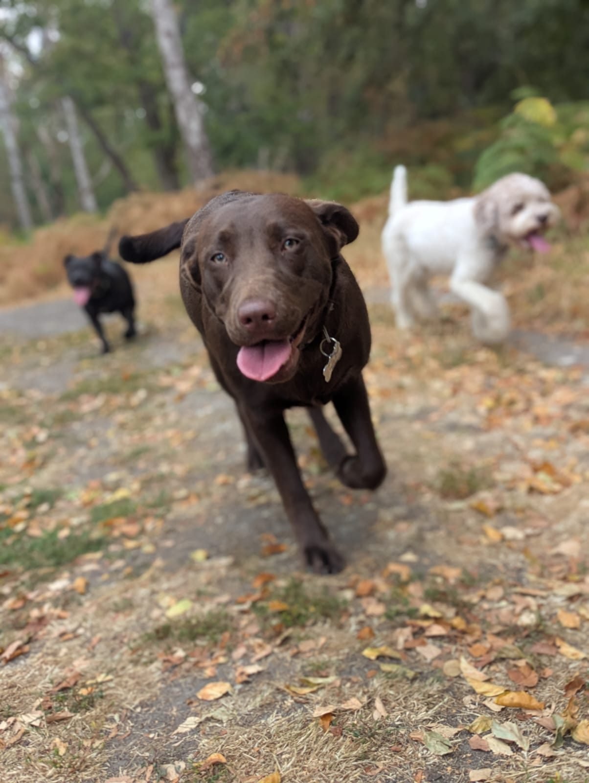 Roly the chocolate Labrador running with friends on a group dog walk