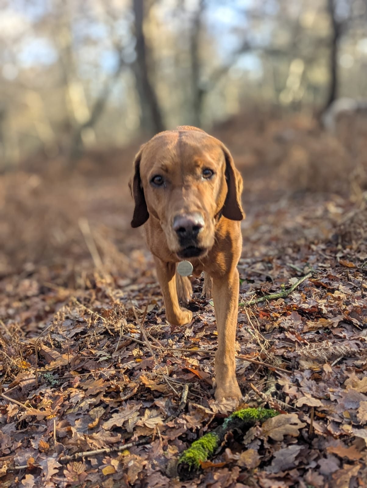 Rum the red Labrador walking calmly in the woods